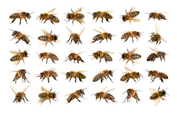 group of bee or honeybee on white background, honey bees stock photo