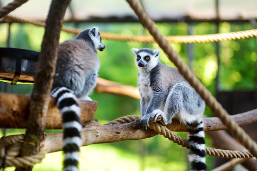 Two cute ring-tailed lemurs sitting on a branch in Italian zoo