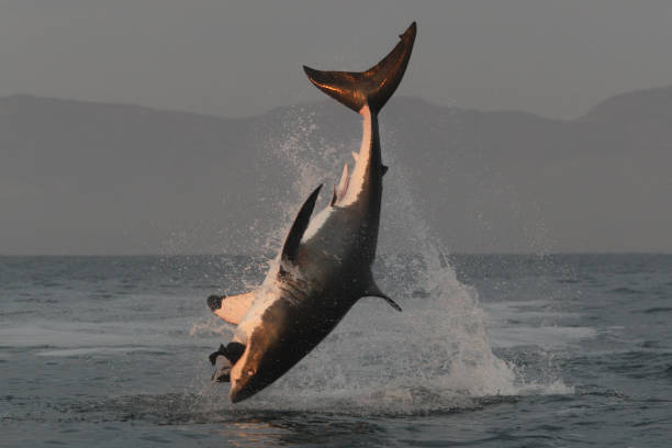 istock great white shark, Carcharodon carcharias, breaching on seal shaped decoy, False Bay, South Africa, Atlantic Ocean 942115980