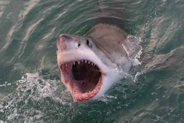 istock great white shark, Carcharodon carcharias, Gansbaai, South Africa, Atlantic Ocean 942116082