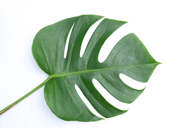 istock tropical botanical  leaves backgrounds on white nature concepts 942116200