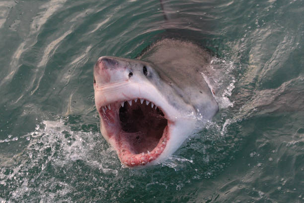 great white shark, Carcharodon carcharias, Gansbaai, South Africa, Atlantic Ocean great white shark, Carcharodon carcharias, Gansbaai, South Africa, Atlantic Ocean great white shark stock pictures, royalty-free photos & images