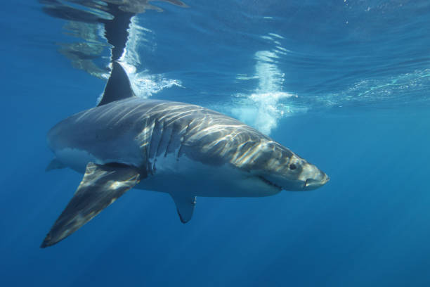 istock great white shark, Carcharodon carcharias, Isla Guadalupe, Mexico, Pacific Ocean 942117038