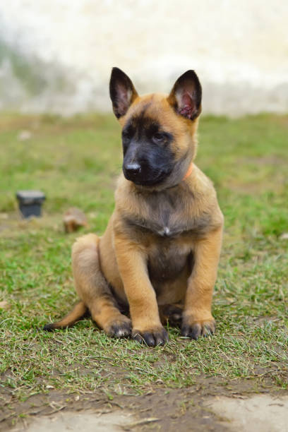 istock Cute Belgian Shepherd Malinois puppy sitting outdoors on a ground in spring 942117480
