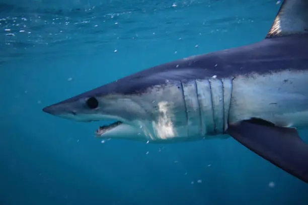 shortfin mako shark, Isurus oxyrinchus, Cape Point, South Africa, Atlantic Ocean