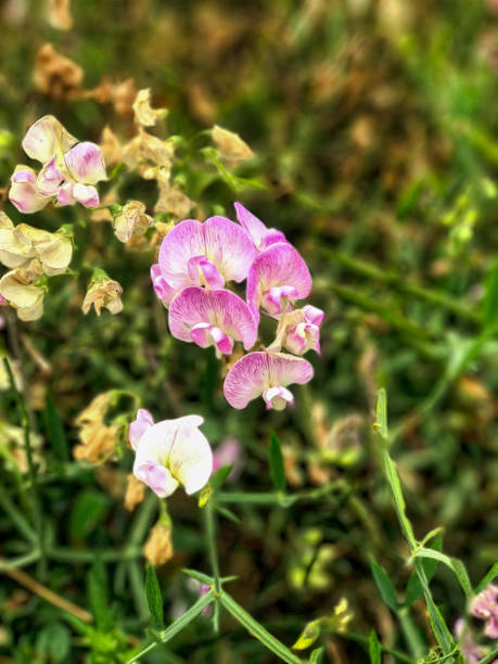 istock Amazing wild orchids on the beach 942119048