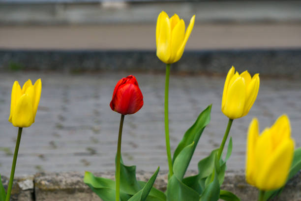 istock one red tulip next to yellows 942119282