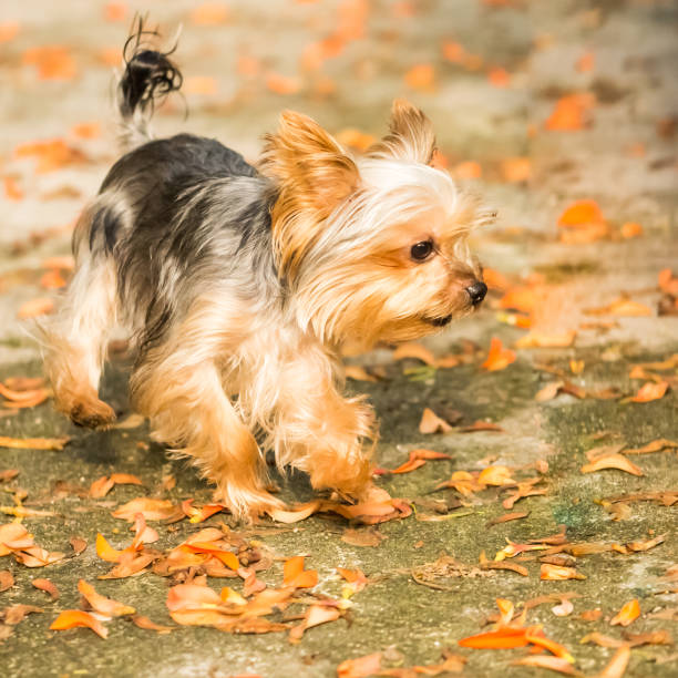 istock Playful Pets Yorkshire Terrier Running Around 942119966