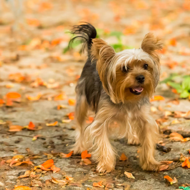 istock Playful Pets Yorkshire Terrier Running Around Front View 942120096