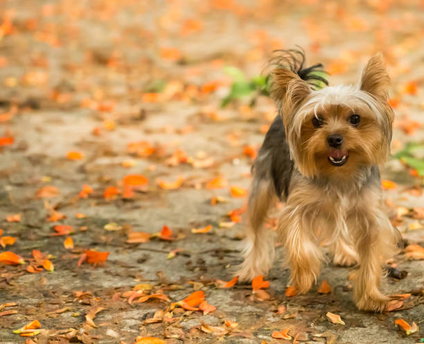 istock Playful Pets Yorkshire Terrier Running Around and Looking at Camera 942120136