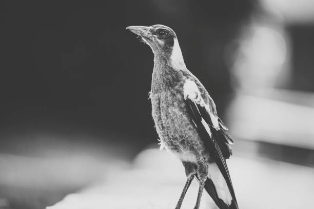 istock Australian magpie outdoors 942124194
