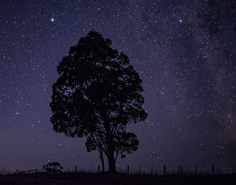silhouette of a tree under the night sky