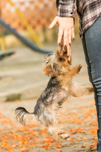 Little Yorkshire Terrier dog plays with owner jumping to her legs and reaching for her hands.