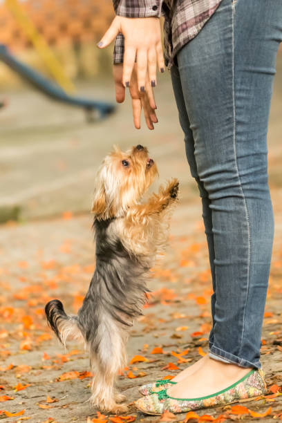 istock Playful Pets Yorkshire Terrier Plays with Owner Looking Up at Her 942124970