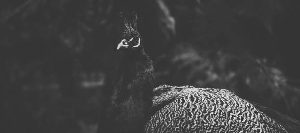 istock Beautiful peacock outdoors in the daytime. 942125740