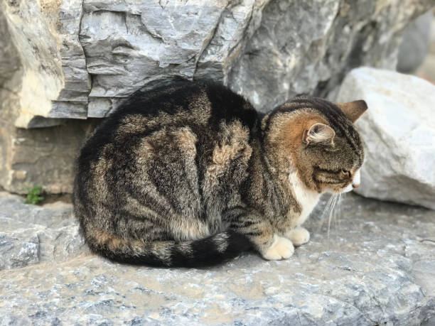 istock Close-up shoot of cat on rock 942125910