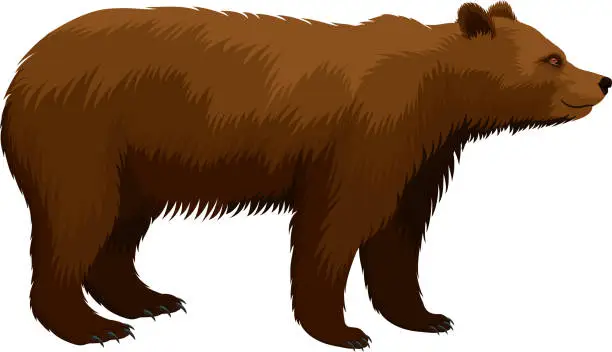 Vector illustration of vector brown grizzly bear