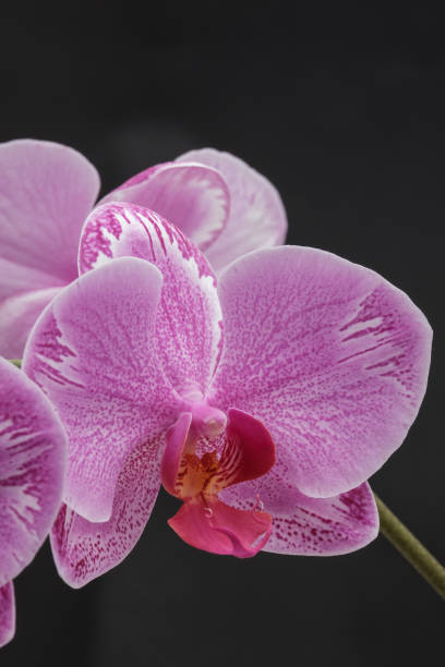 istock Beautiful and colorful orchids. 942127690