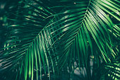 tropical palm leaves