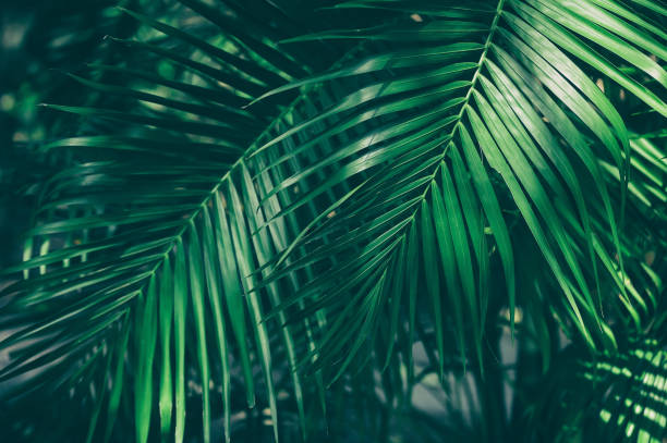 tropical palm leaves close-up of large palm leaves, dark green toned palm leaf photos stock pictures, royalty-free photos & images