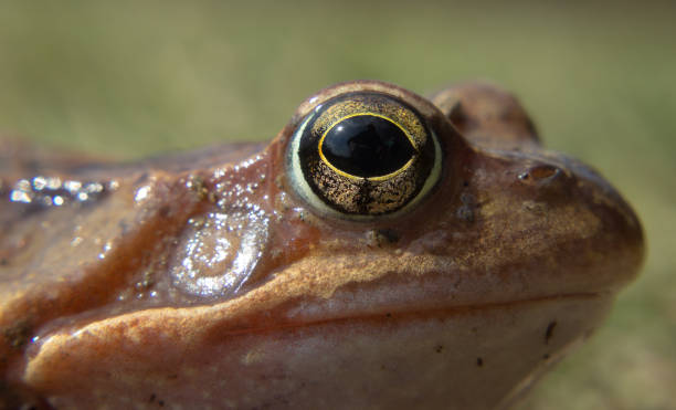 istock Detail eye common frog in the wild 942132494