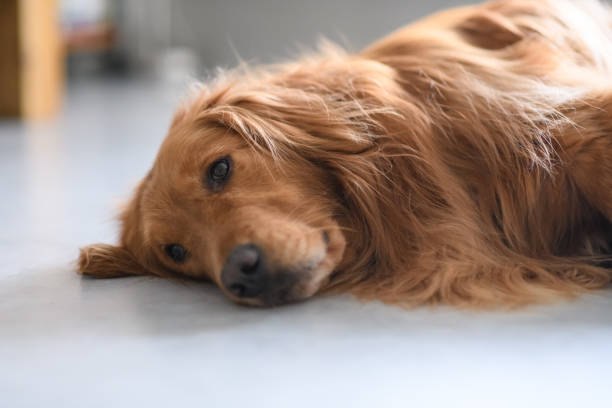 istock Cute golden retriever on the ground 942132554