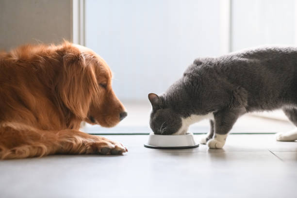 mangent des chats shorthair golden retriever et britanniques - british longhair photos et images de collection