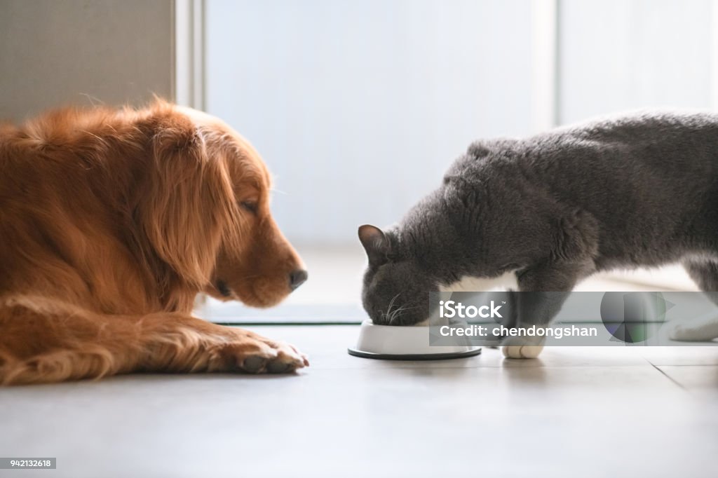 Golden Retriever and British shorthair cats are eating Eating Stock Photo
