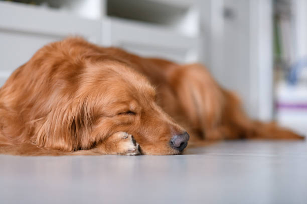istock Cute golden retriever on the ground 942132652