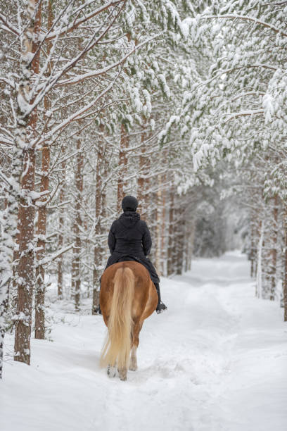 冬の森での女性乗馬 - footpath single lane road road farm ストックフォトと画像