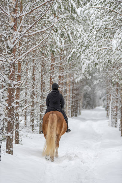 istock Woman horseback riding in forest in winter 942133052