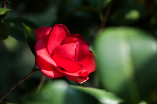 A beautiful red camellia,like a fire,hide in the green leaves,a little sun shines right on it.
