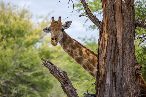 A Southern Giraffe (Giraffa giraffa aka the two-horned giraffe) peeking out from behind a tree in Kruger National Park.