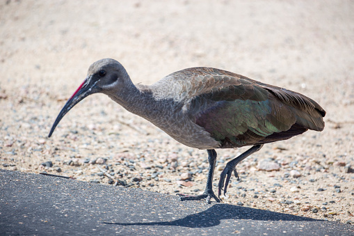 A Hadada Ibis (Bostrychia hagedash) with it’s distinctive iridescent purple sheen on it’s wings, walks by a road in Kruger National Park.