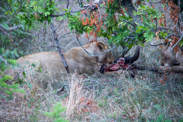 istock South Africa: Southern African lion 942133984