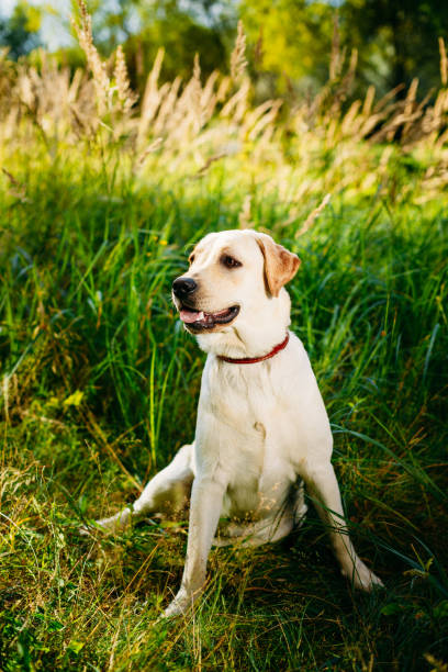 istock White Labrador Retriever Dog Sitting In Green Grass 942134164