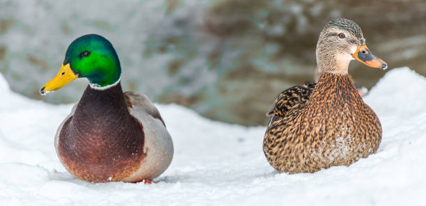 männliche und weibliche stockente im rahmen eines rechtsstreits - invasive specie stock-fotos und bilder