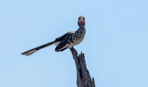 istock South Africa: Southern Red-Billed Hornbill 942135074