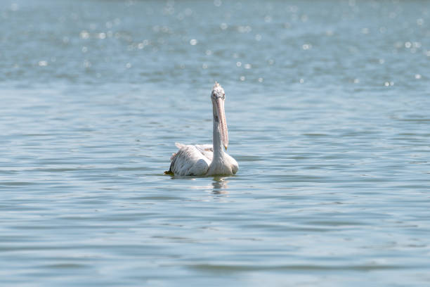 istock spot billed pelican or grey pelican in Thailand 942135748