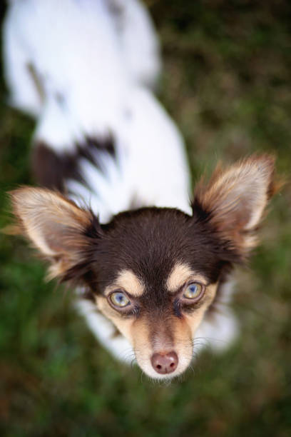 lindo chihuahua pequeño - long haired chihuahua mixed breed dog purebred dog long hair fotografías e imágenes de stock