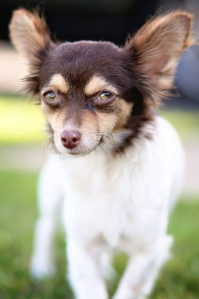 lindo chihuahua pequeño - long haired chihuahua mixed breed dog purebred dog long hair fotografías e imágenes de stock