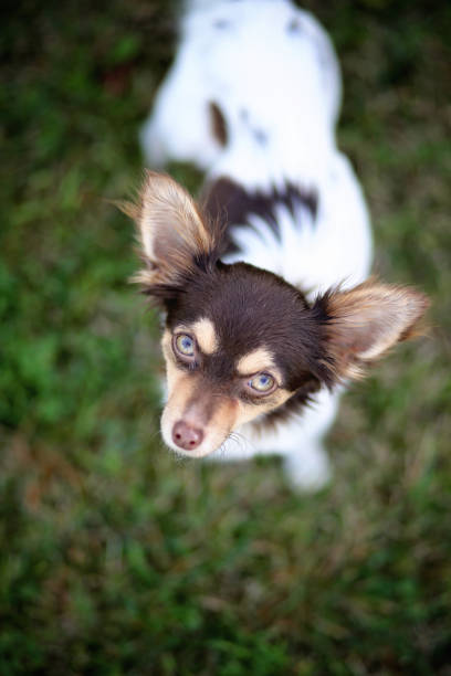 carino piccolo chihuahua - long haired chihuahua mixed breed dog purebred dog long hair foto e immagini stock