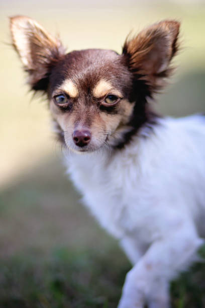 lindo chihuahua pequeño - long haired chihuahua mixed breed dog purebred dog long hair fotografías e imágenes de stock