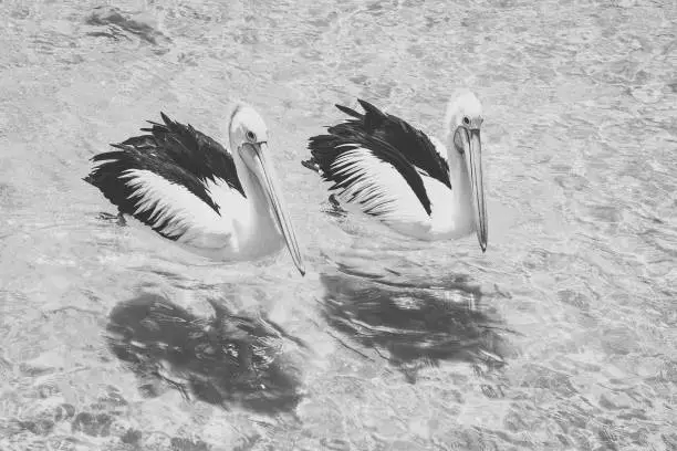 Pelicans outside during the day time.