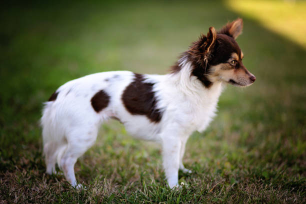 lindo chihuahua pequeño - long haired chihuahua mixed breed dog purebred dog long hair fotografías e imágenes de stock