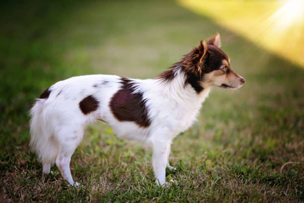 carino piccolo chihuahua - long haired chihuahua mixed breed dog purebred dog long hair foto e immagini stock