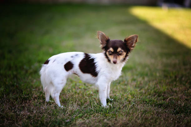 carino piccolo chihuahua - long haired chihuahua mixed breed dog purebred dog long hair foto e immagini stock