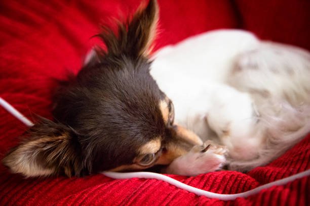 lindo chihuahua pequeño - long haired chihuahua mixed breed dog purebred dog long hair fotografías e imágenes de stock