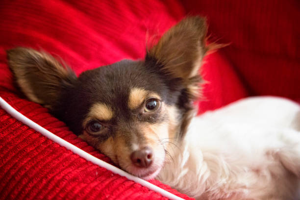 lindo chihuahua pequeño - long haired chihuahua mixed breed dog purebred dog long hair fotografías e imágenes de stock