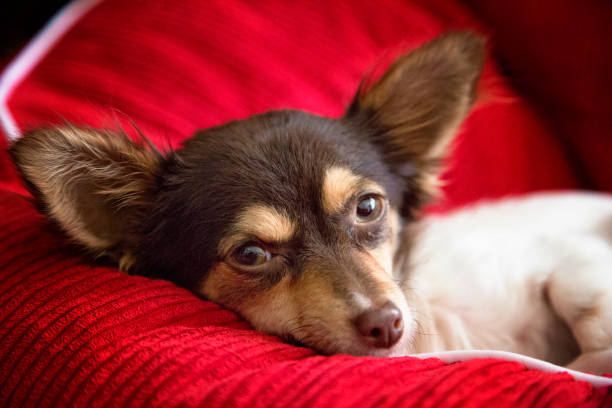 lindo chihuahua pequeño - long haired chihuahua mixed breed dog purebred dog long hair fotografías e imágenes de stock